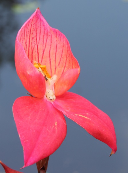 Disa-Orchidee   050.jpg